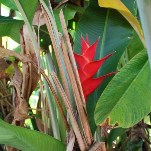 location gîtes domaine de Saint Paul Guadeloupe